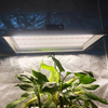 トマト用の低エネルギー園芸LEDグローライト