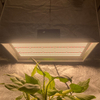 鍋の植物のための専門の400ワットLEDが光を増やします