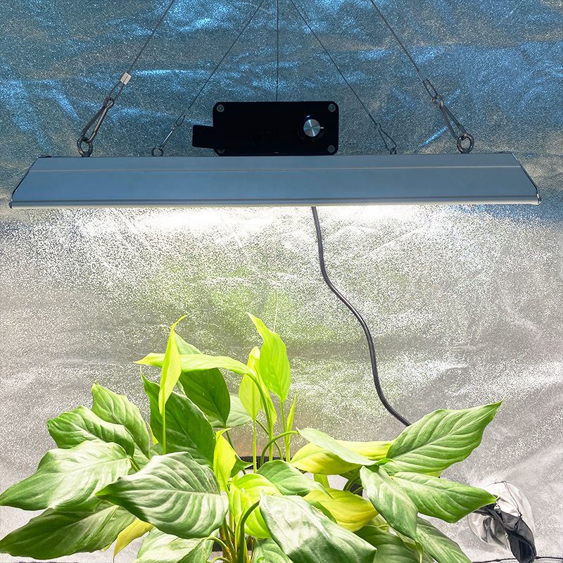 トマトのための高性能庭のLEDが光を増やしました